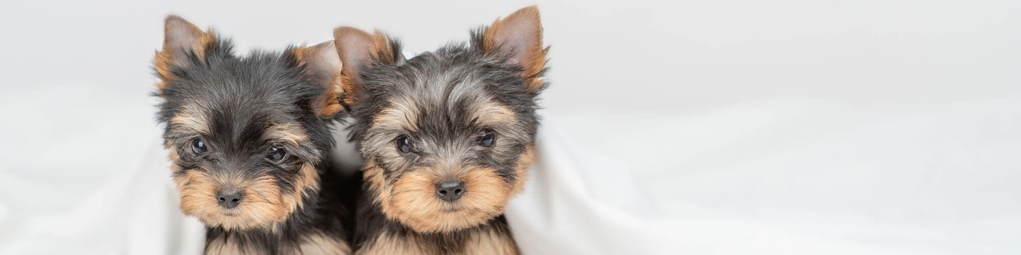 Two Little Yorkshire Terrier Puppies Sit Under Warm Blanket On T