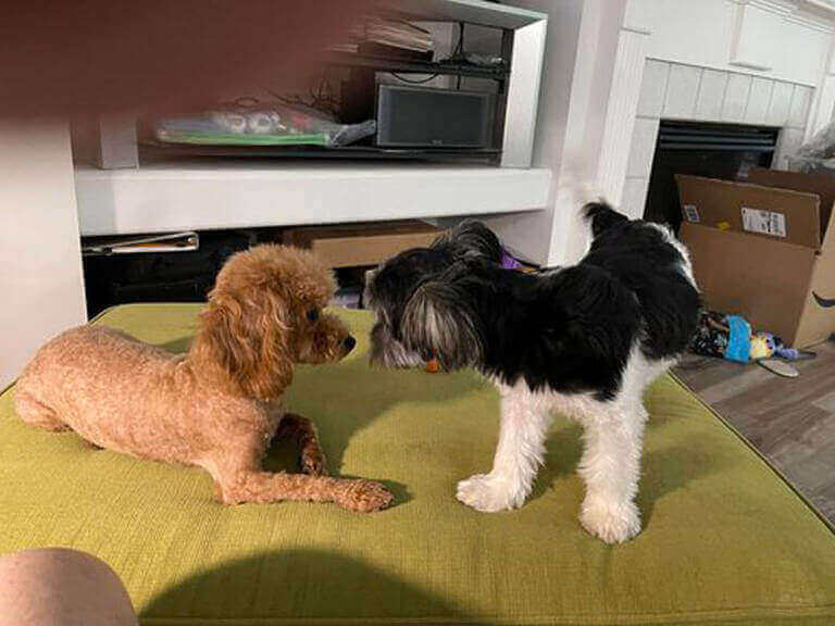 Dogsplaying Gallery7