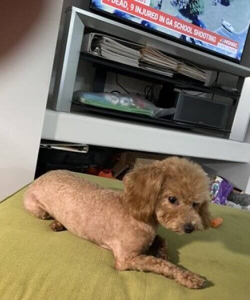 Embersmalltoypoodle