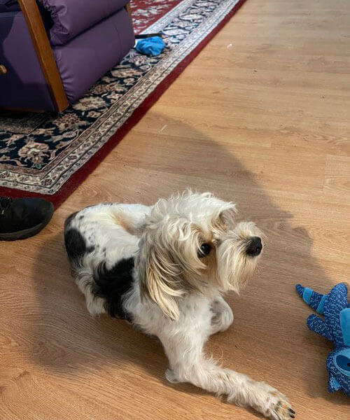 Oreopartiyorkie