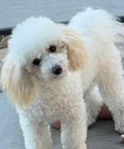 Pipertoypoodle