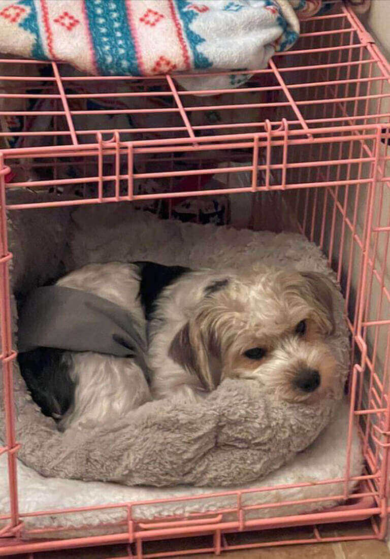 Puppysleeping Gallery2