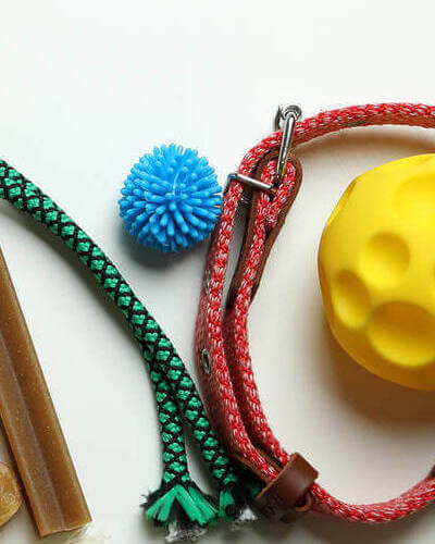 Pet Accessories On White Background, Space For Text