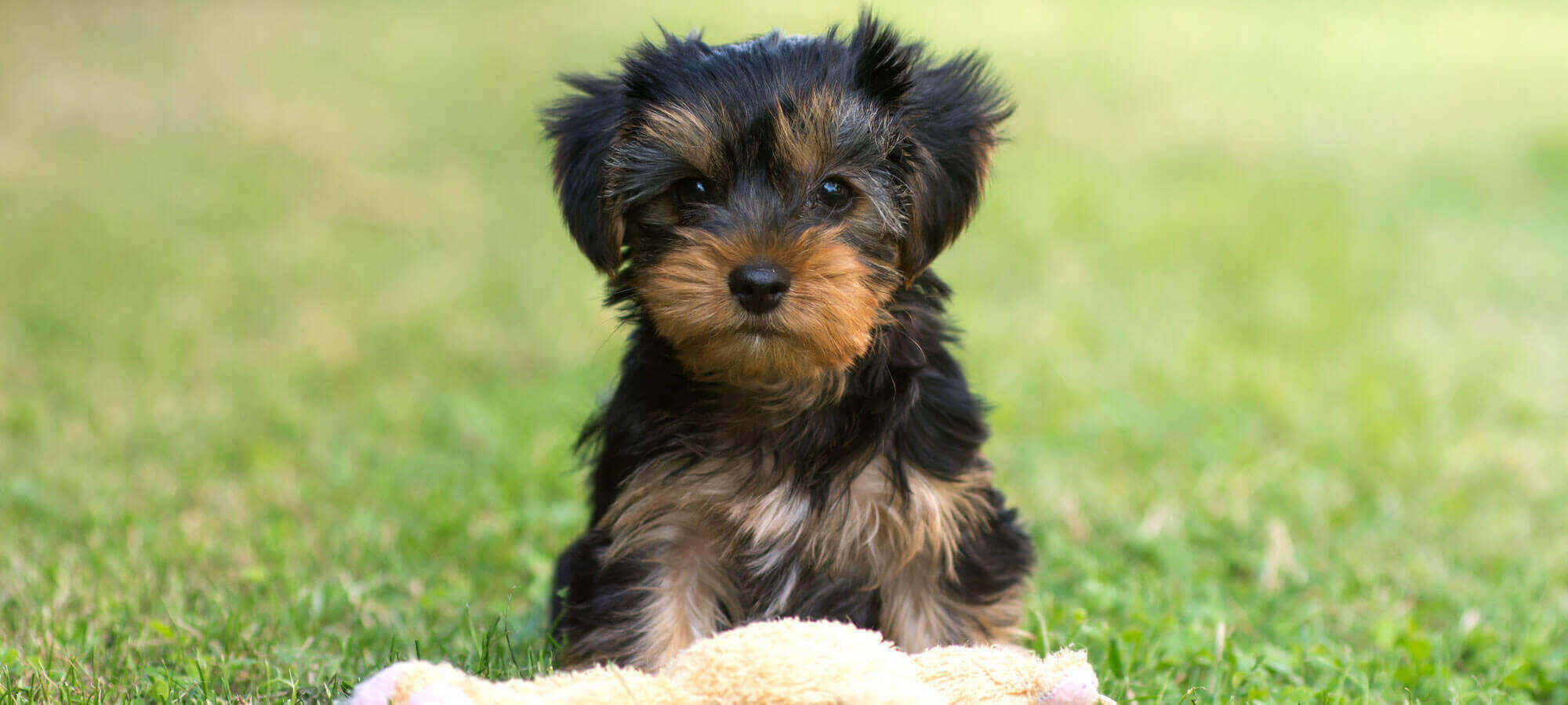 Yorkshire Terrier Puppy Is Playing On Green Grass With Toy. Happ