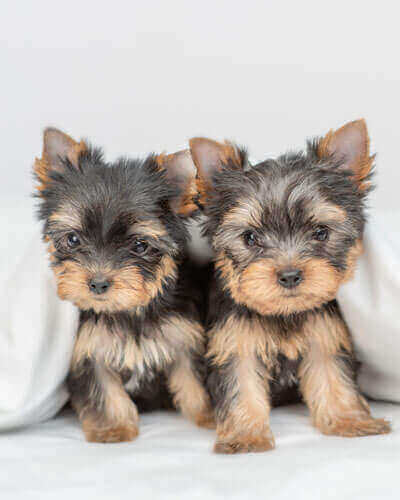 Two Little Yorkshire Terrier Puppies Sit Under Warm Blanket On T