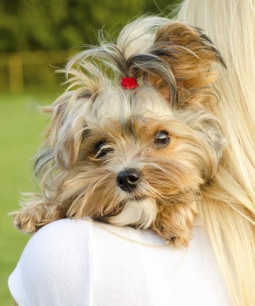 Dog On Sholder