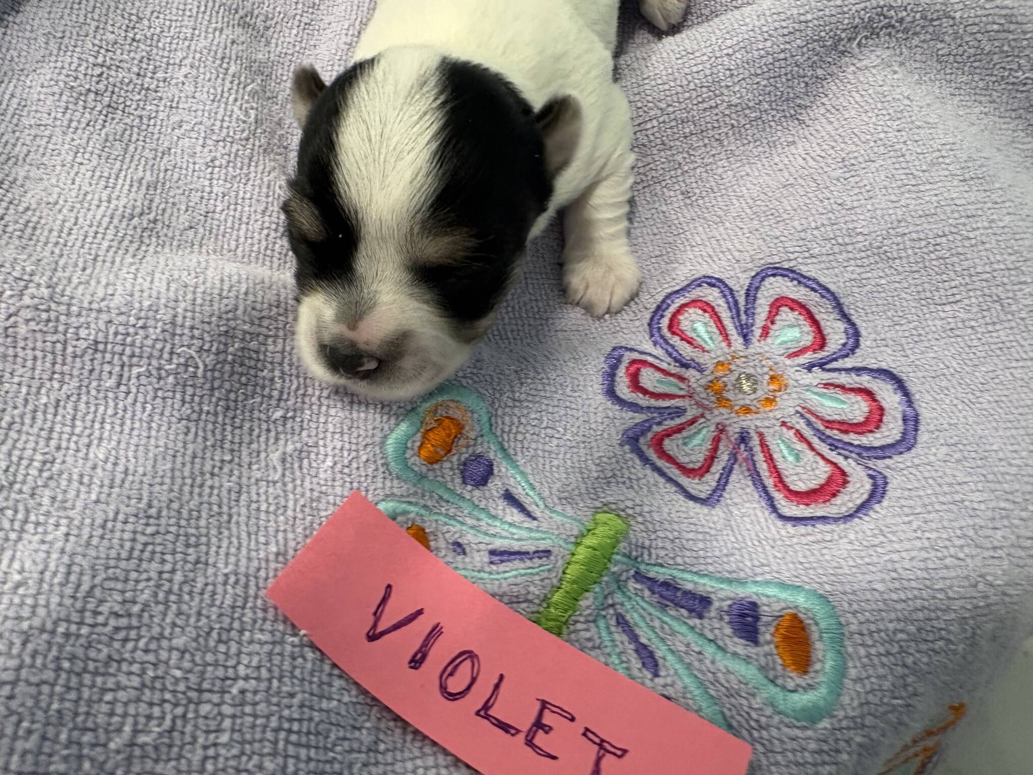 Violet