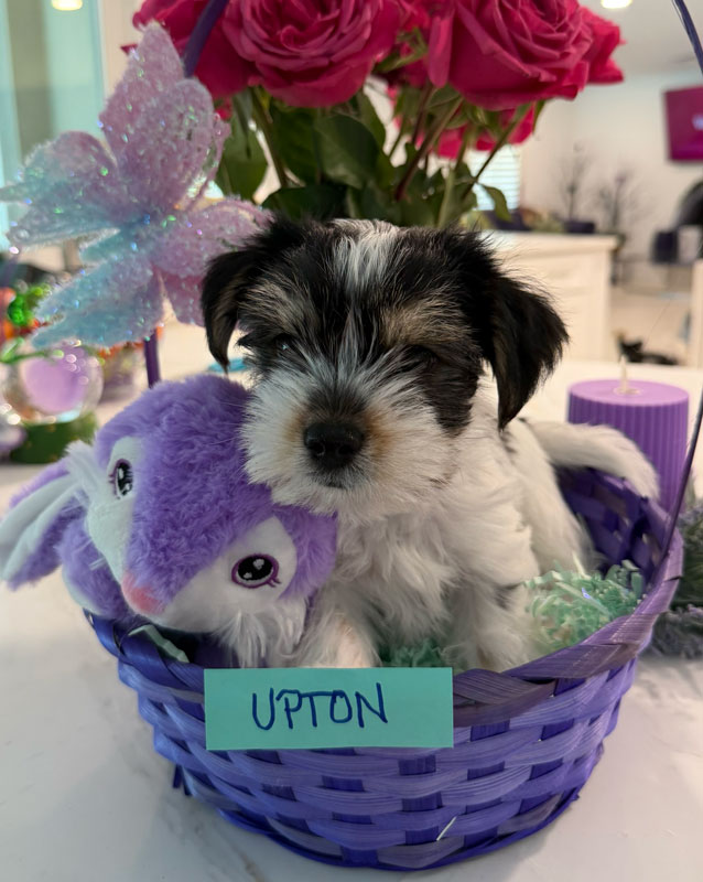Upton