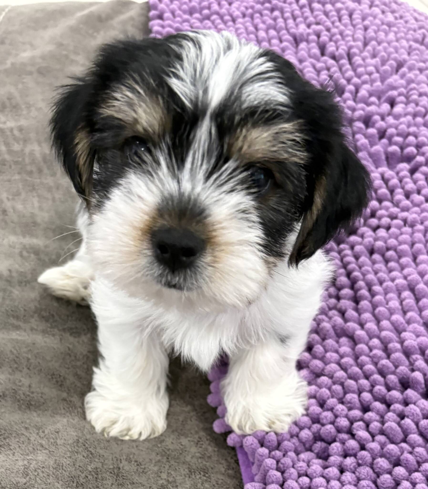 Violet