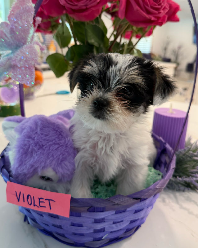 Violet
