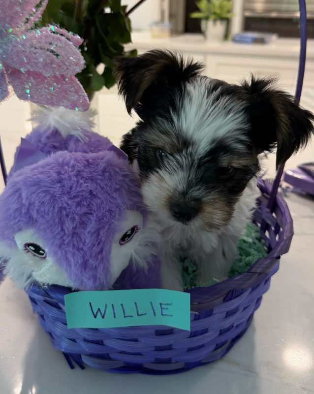 Willie