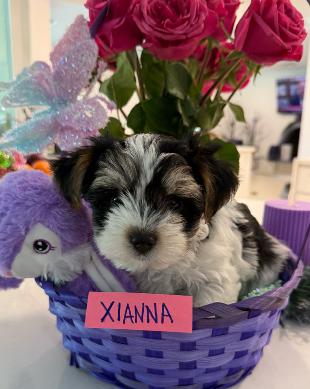Xianna