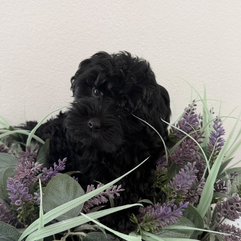 Zoe